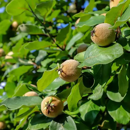 Dom wakacyjny Sara Bihać