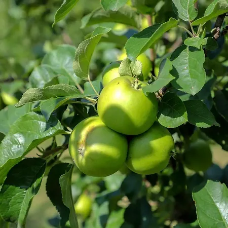 Sara Dom wakacyjny *